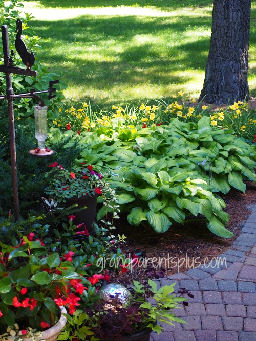 Hosta Garden 050p Hosta Haven