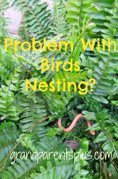 Nesting Bird Problem