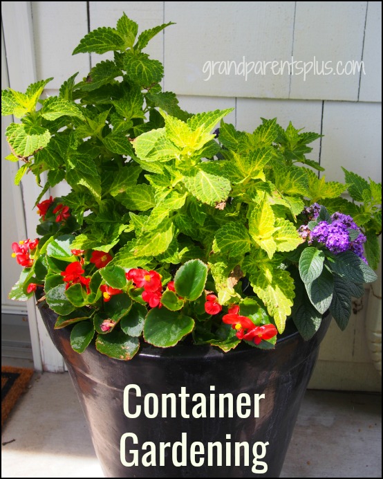 Container Gardening – Thrill, Fill, Spill – GrandparentsPlus.com